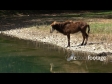 Sable Antelope 3 1253